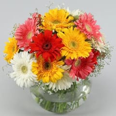 Classy Mix Of Gerberas By cThemeHouseParty