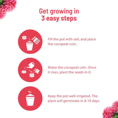 Dahlia Grow Kit By Pot & Bloom