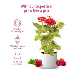 Zinnia Grow Kit By Pot & Bloom