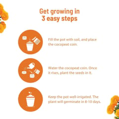 Marigold Grow Kit By Pot & Bloom