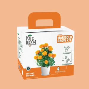 Marigold Grow Kit By Pot & Bloom