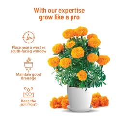 Marigold Grow Kit By Pot & Bloom