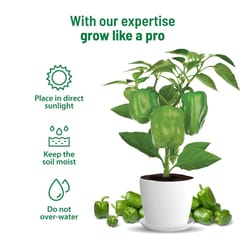 Capsicum Grow Kit By Pot & Bloom