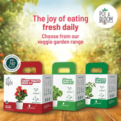 Spinach Grow Kit By Pot & Bloom