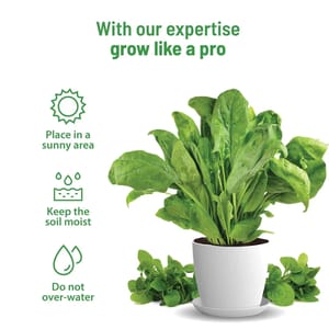 Spinach Grow Kit By Pot & Bloom