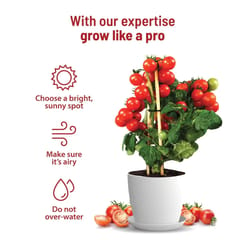 Cherry Tomato Grow Kit By Pot & Bloom