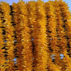 cThemeHouseParty Artificial Mogra Hanging Long Flower line for toran(Backdrop),Home Decor, Diwali, Festival decoration (Yellow)